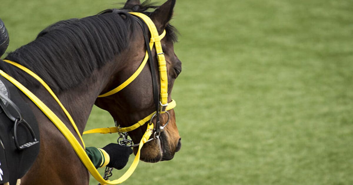 競走馬の顔