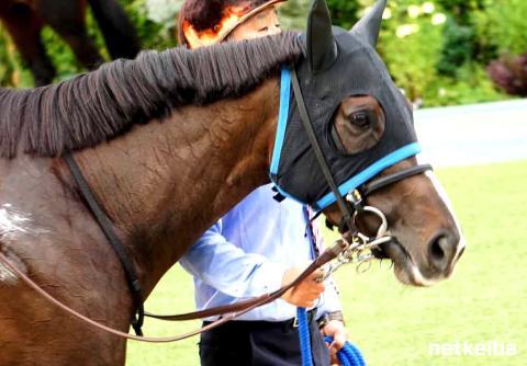 アンゴラブラック