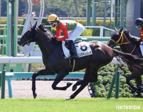 コスモキュランダ