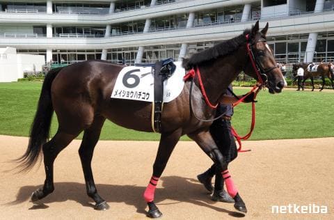 メイショウハチコウ