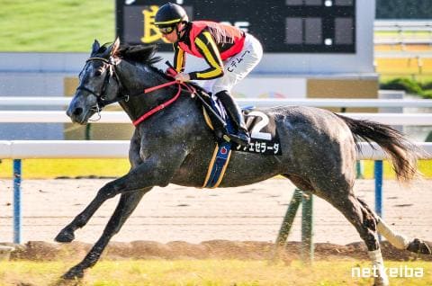 ノチェセラーダ