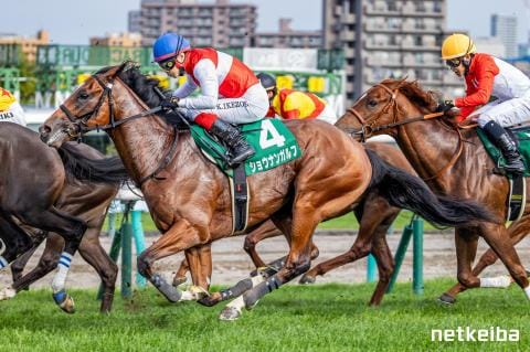 ショウナンガルフ