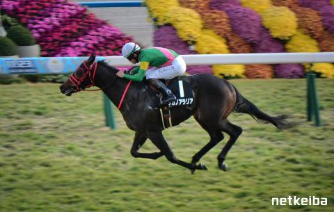 タガノアラリア