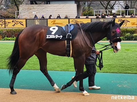 エコロレジーナ